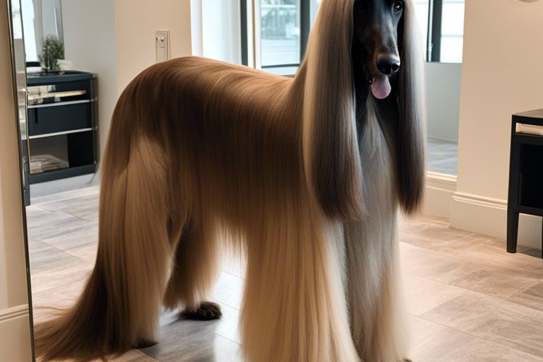 How Do Afghan Hound Dogs Maintain Their Stunning Coats?