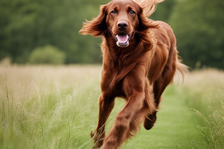 Irish Setters – A Beauty In The Field As Sporting Dogs